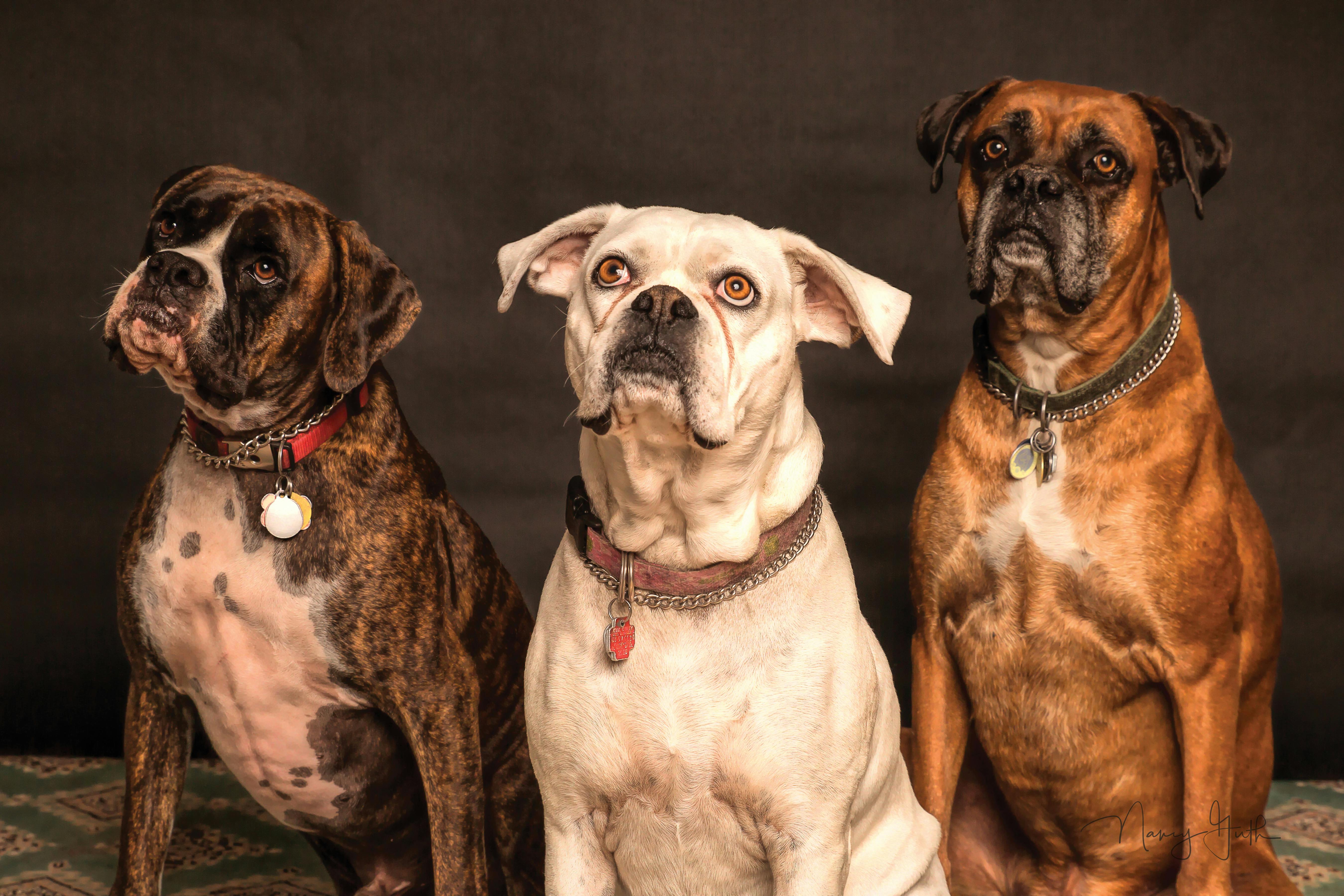 Are Cleaning Supplies Safe for Pets and Children?